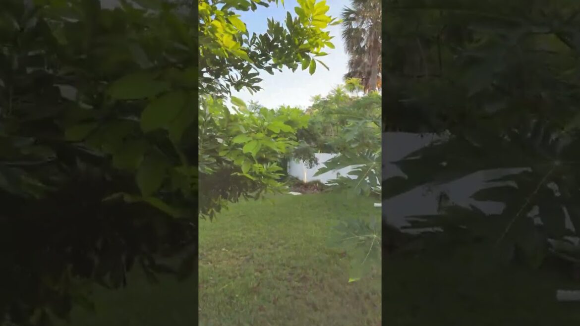 Live highlight- Blossoming Papaya Plant Growing in Container #garden #shorts #papaya