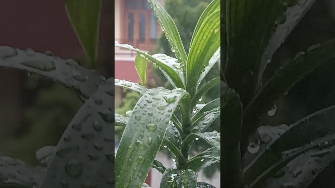 🌱Dracaena Plant Beauty |  Indoor Plant #home gardening 🌱Dracaena Plant Beauty |  Indoor Plant #home gardening