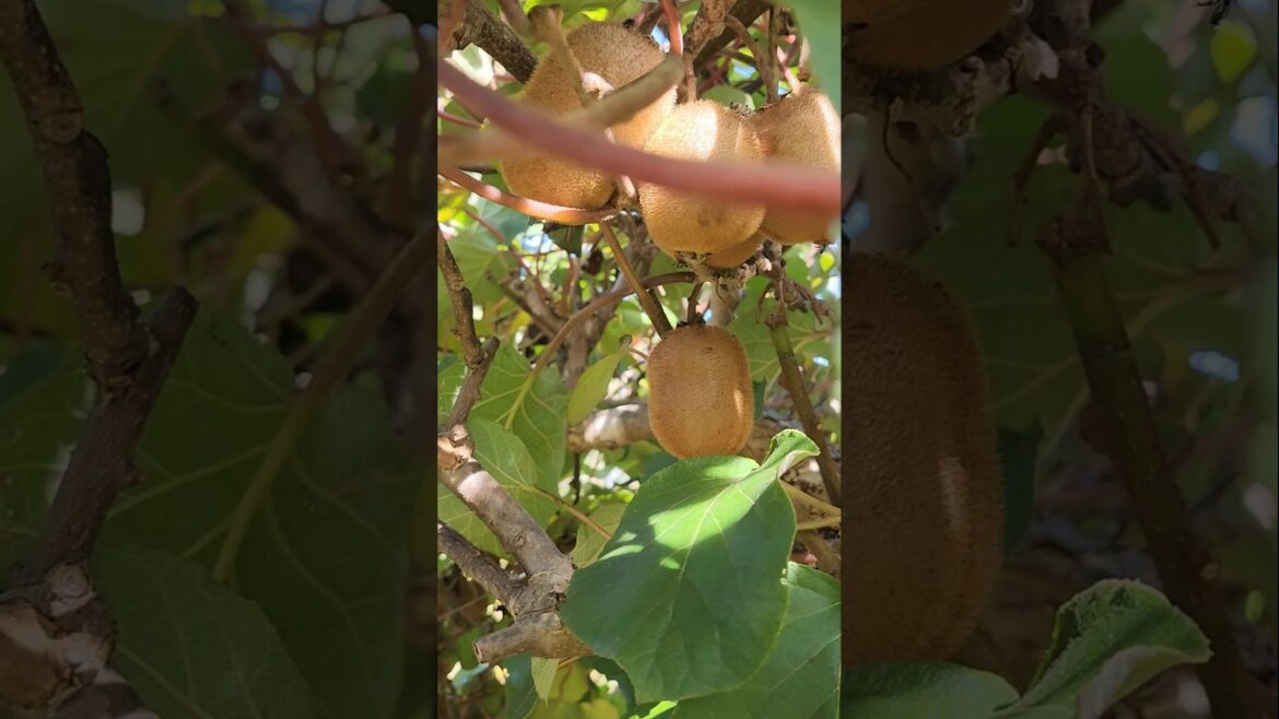 Big kiwi plant growing at the Edible Landscaping nursery in Afton, VA. #gardeningwithcoffee #kiwi Big kiwi plant growing at the Edible Landscaping nursery in Afton, VA. #gardeningwithcoffee #kiwi