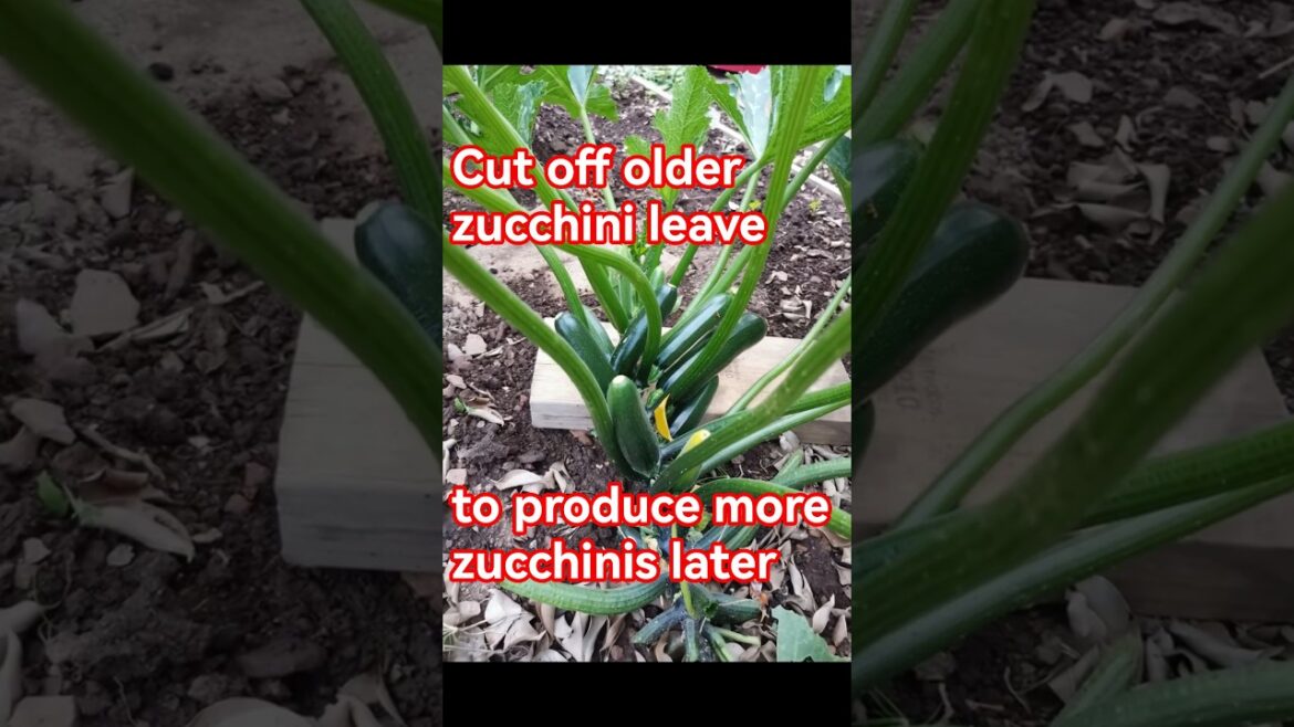 Garden tips 19 - Cut leave for bigger & healthier zucchinis #zucchini #vegetablegarden #gardentips