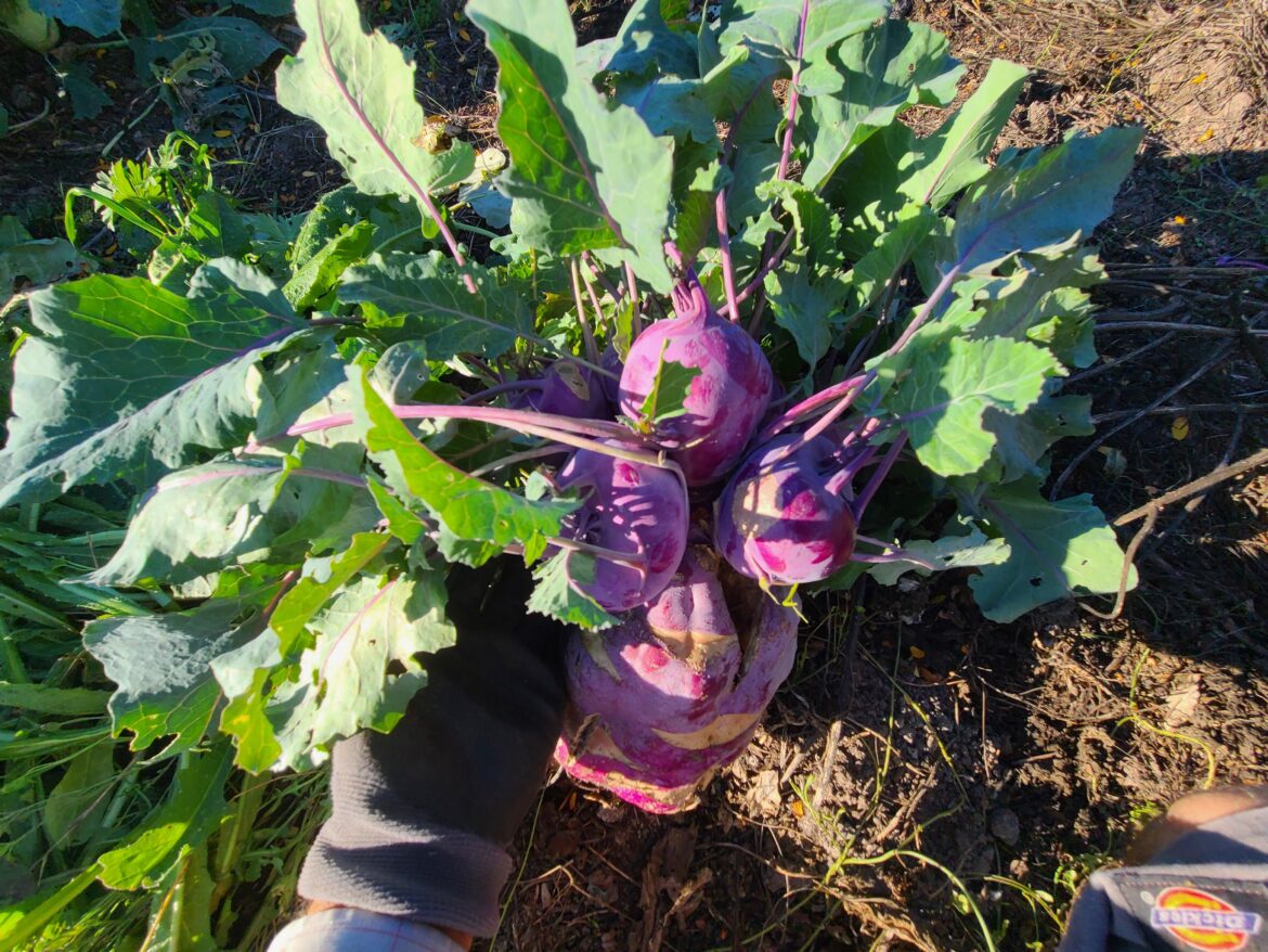 Spooky kohlrabi! 👻 (Apparently this purple variety will grow whole new kohlrabis on the back of a giant forgotten one) Spooky kohlrabi! 👻 (Apparently this purple variety will grow whole new kohlrabis on the back of a giant forgotten one)