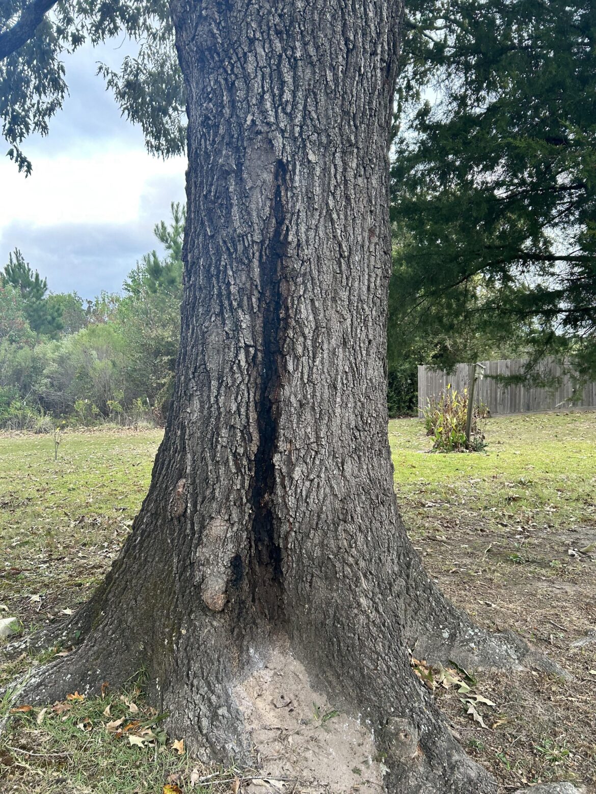 Any idea what is going on with this tree?