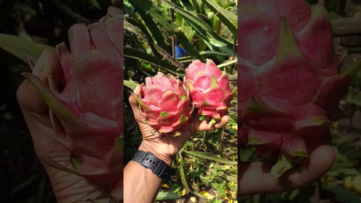 Harvesting dragon fruit from my backyard garden #ytshortstrending #homegardening #fyp