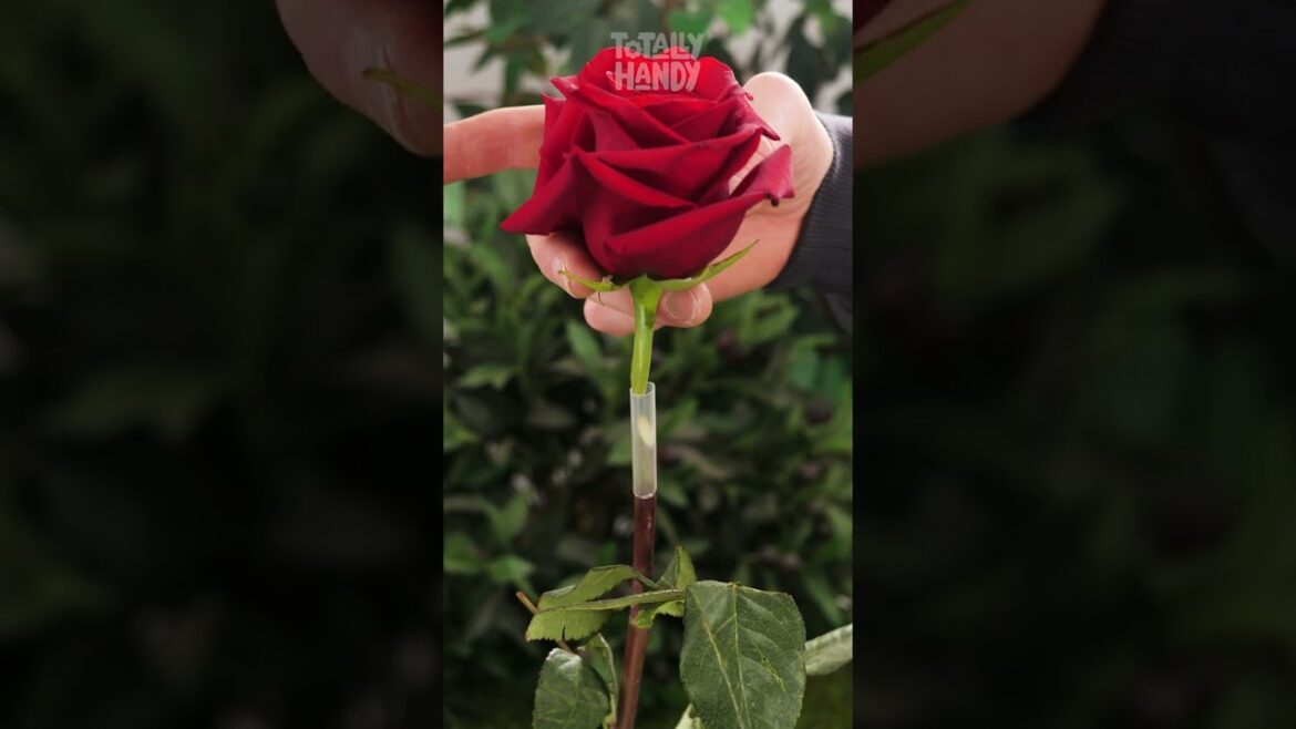 Plant Connection: Creative Gardening Tips