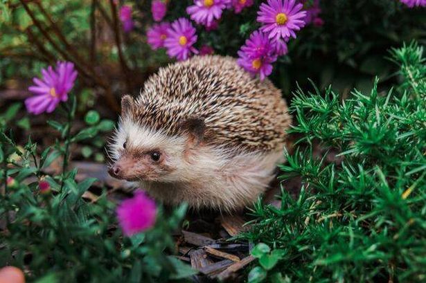Cute hedgehog face among purple chrysanthemums. small hedgehog enjoying the outdoors surrounded by vibrant purple blooms.prickly pet on a walk in the