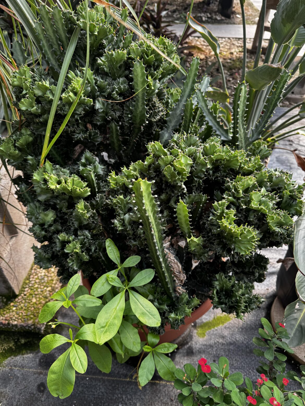 Big and beautiful Euphorbia Lactea Cristata I found at a local Nursery