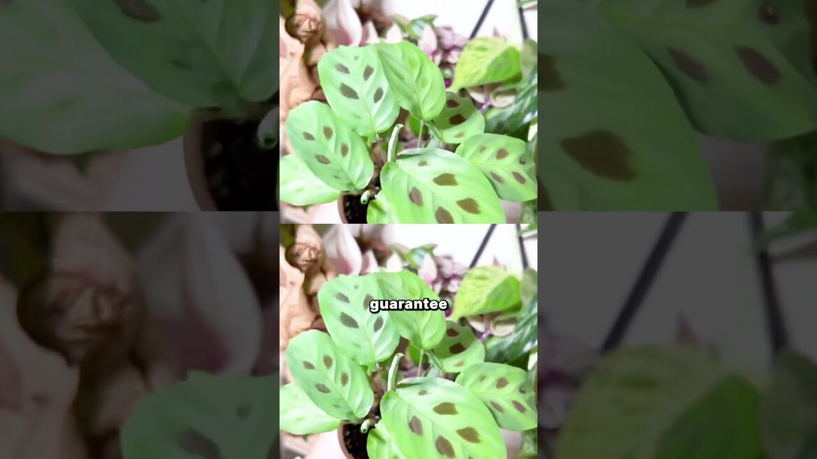 3 Amazon Genius Gadgets to Start Your Indoor Garden #amazonproducts #amazonfinds