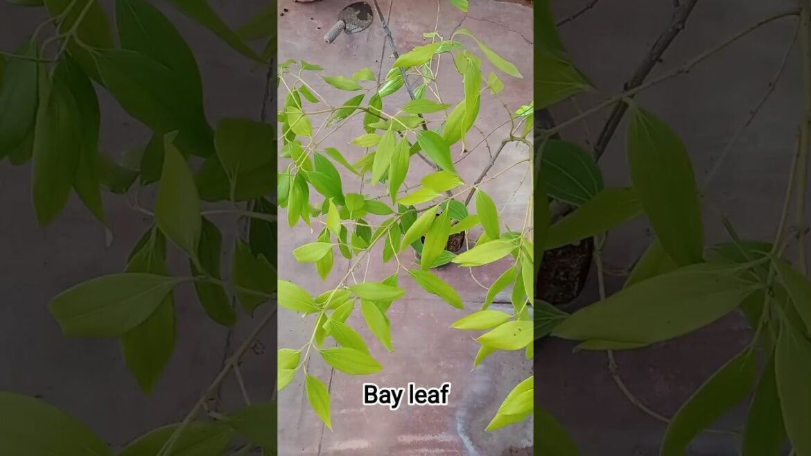 now fresh bay leaves at home any time🪴🌿🤗#garden#planting#plants#gardening#explore#shorts#subscribe