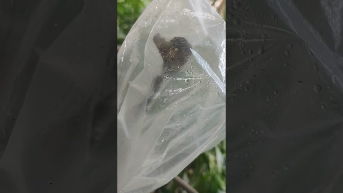 mango trees grafting success in Telugu mango # grafted tree # grafting π₯π³π₯π³π₯ mango trees grafting success in Telugu mango # grafted tree # grafting π₯π³π₯π³π₯