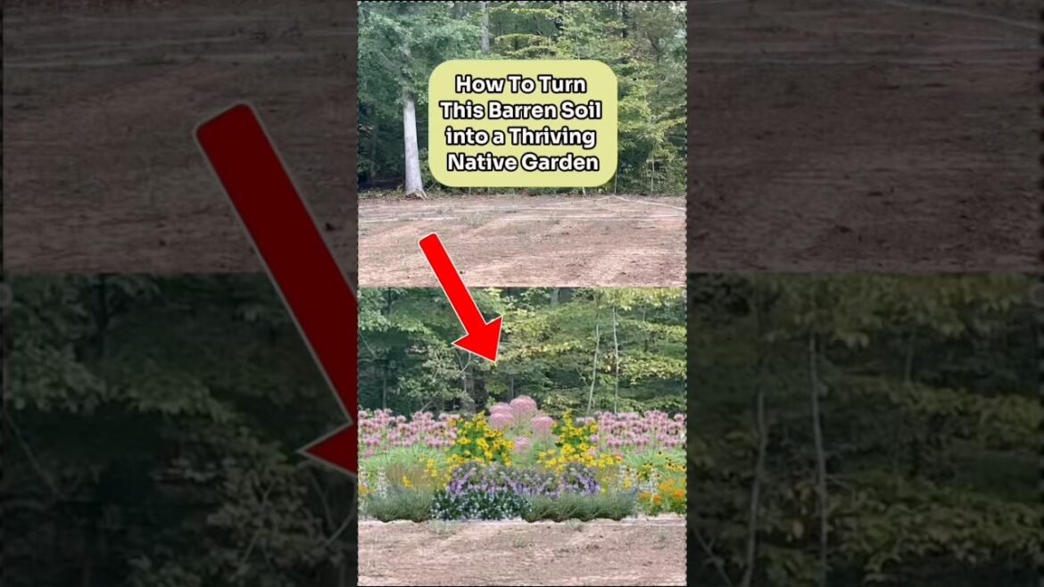 Native Garden Design for a Dry, Sunny Location