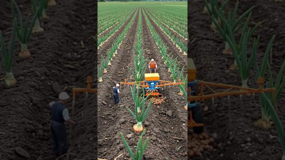 Fertilizing Onions in a Smart Miniature Farm Fertilizing Onions in a Smart Miniature Farm