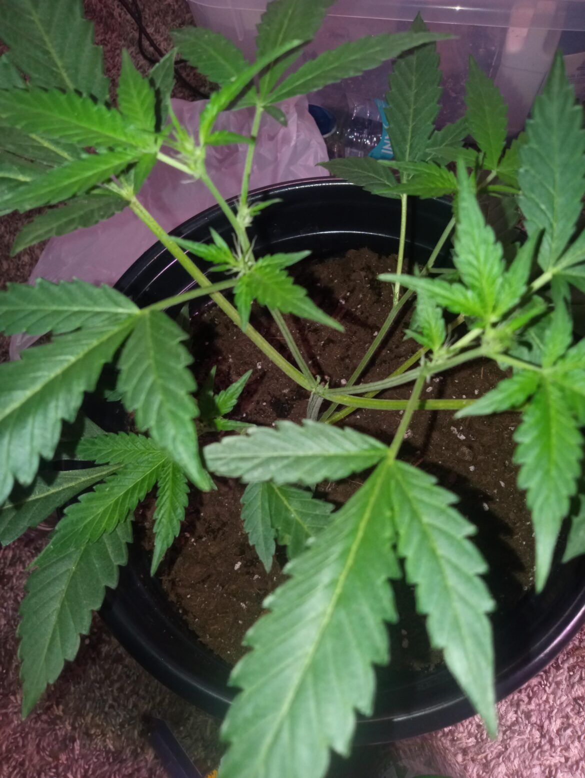 Bud sites on my 6-week-old cannabis plant