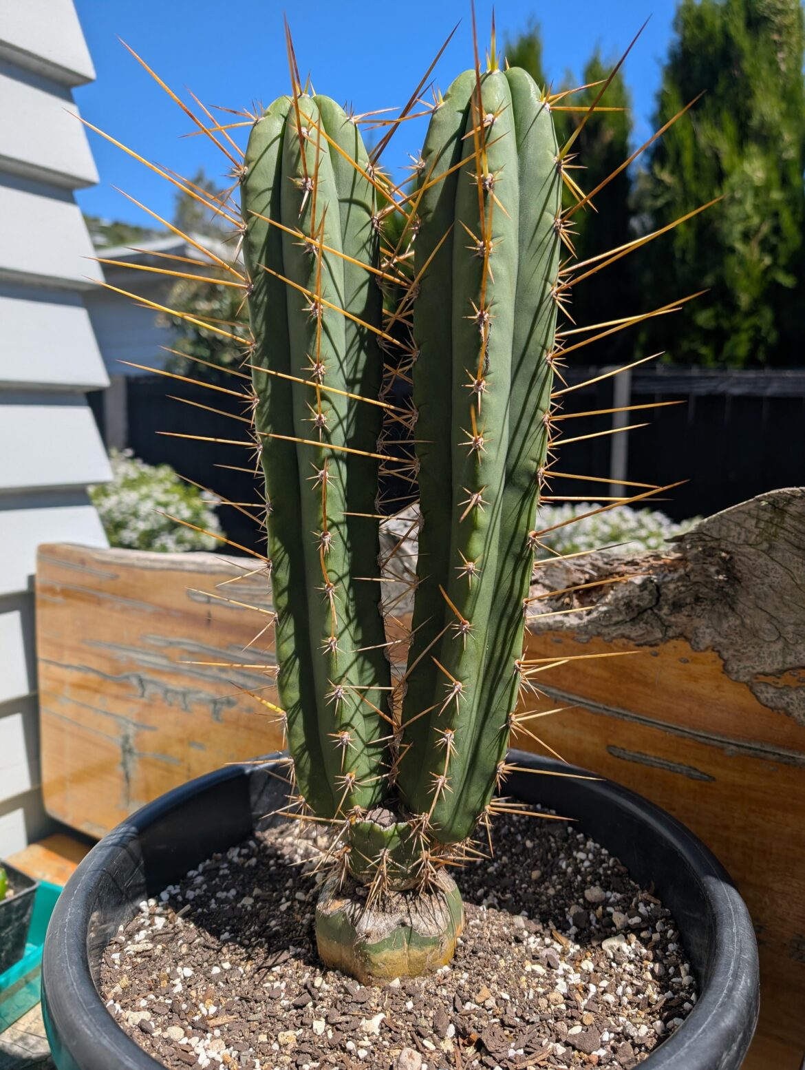 What's the plan here?