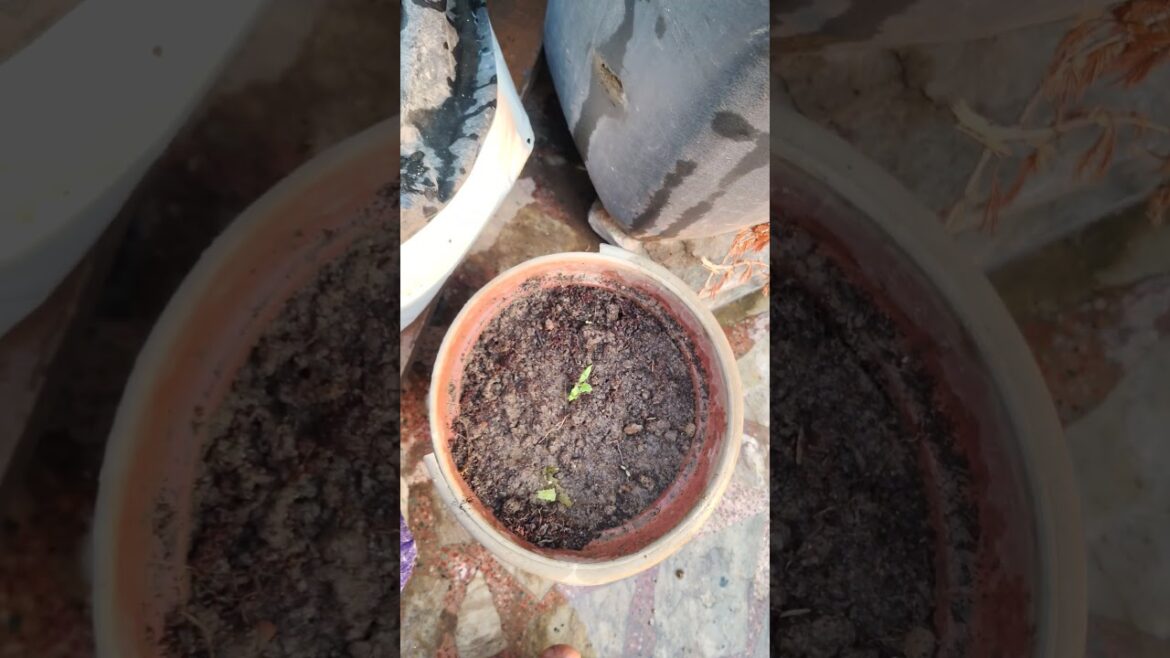 sirf karm karo #motivation #plantlover #plantcare #krishanvani #positivity #garden #plants #viral sirf karm karo #motivation #plantlover #plantcare #krishanvani #positivity #garden #plants #viral