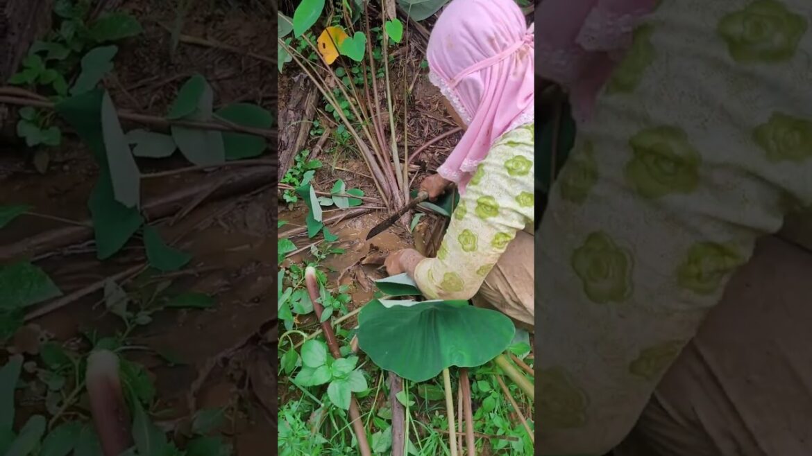 Picking Wild Taro Root for Cooking