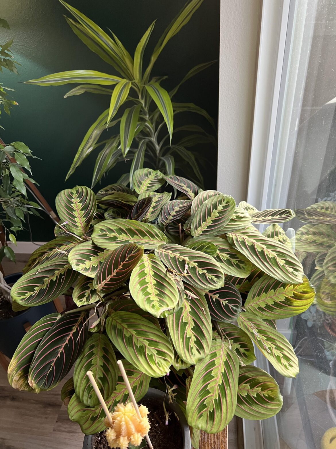 My prayer plant has gotten so huge I don’t know what to do with it