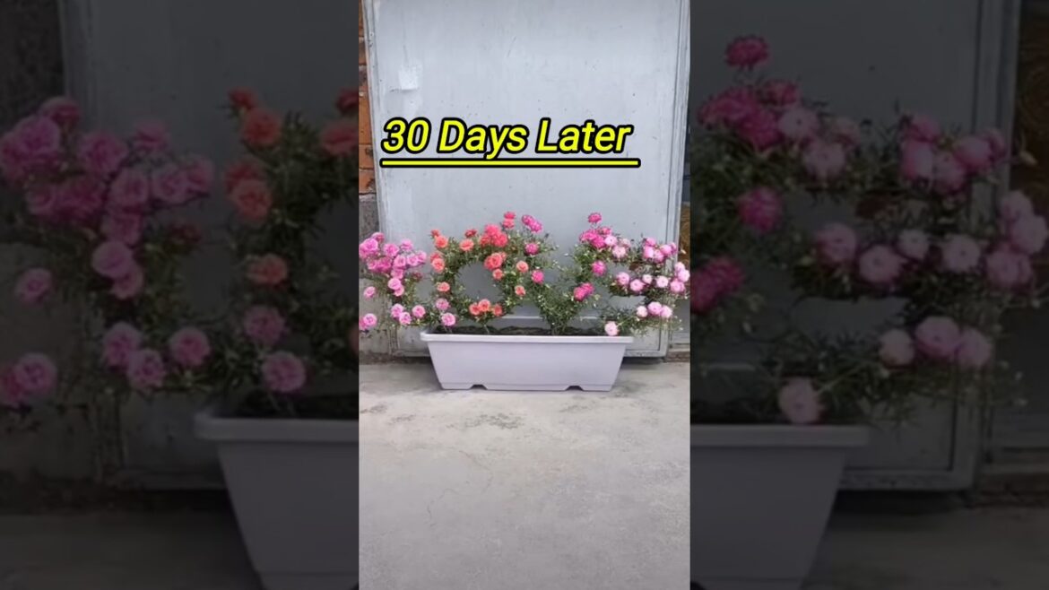 How To Grow Portulaca plant!!#gardening #portulaca #shorts How To Grow Portulaca plant!!#gardening #portulaca #shorts
