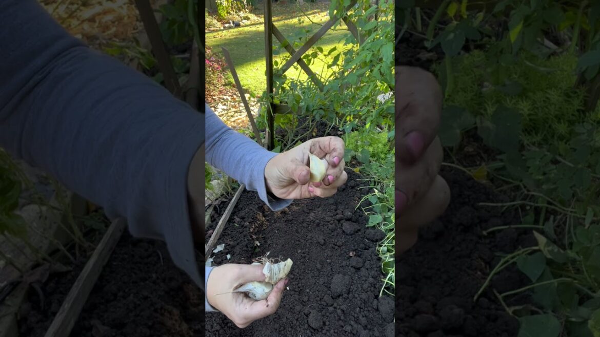Here’s how easy it is to grow your own garlic #gardening
