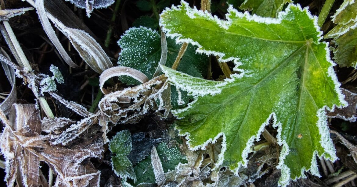 Check these vital lawn and garden chores off your list before frost and snow arrive Check these vital lawn and garden chores off your list before frost and snow arrive