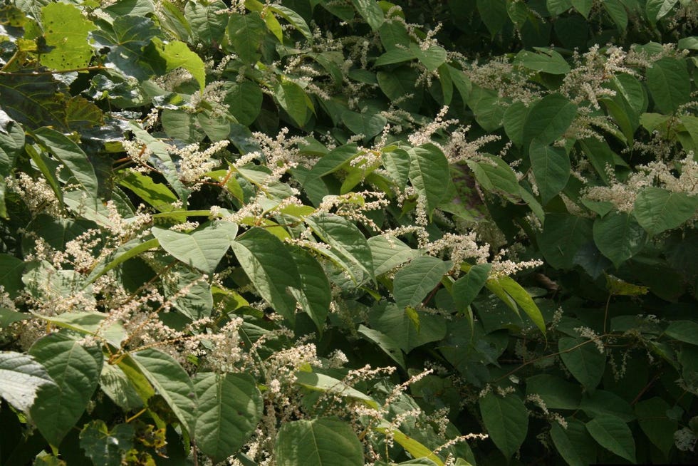 japanese knotweed japanese knotweed