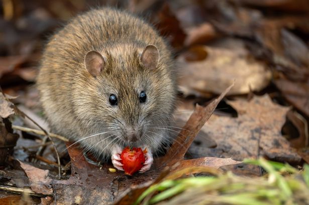Brown rat (Rattus norvegicus) eats a rose hip.