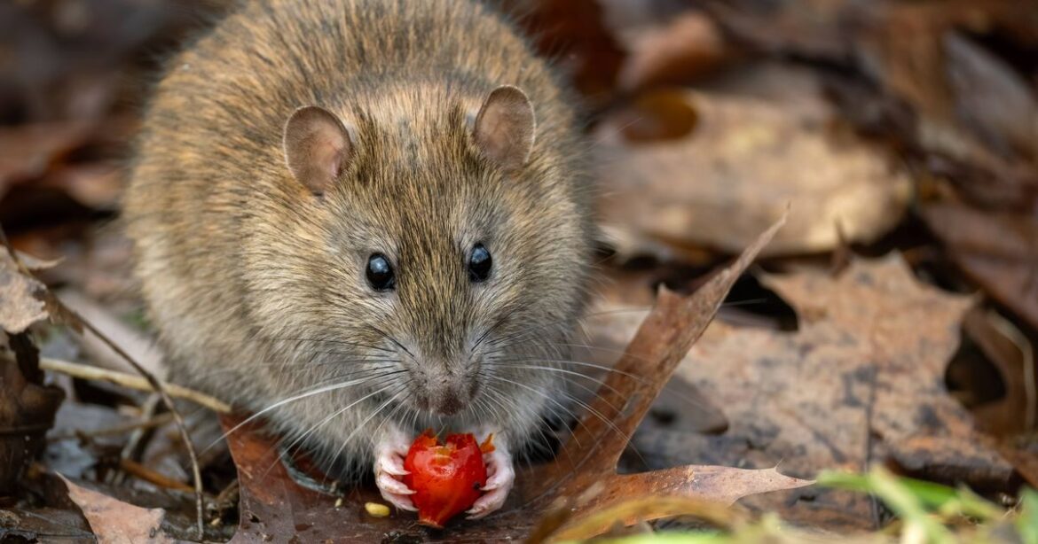Rats and mice will stay away from gardens with easy homemade trick Ipso logo