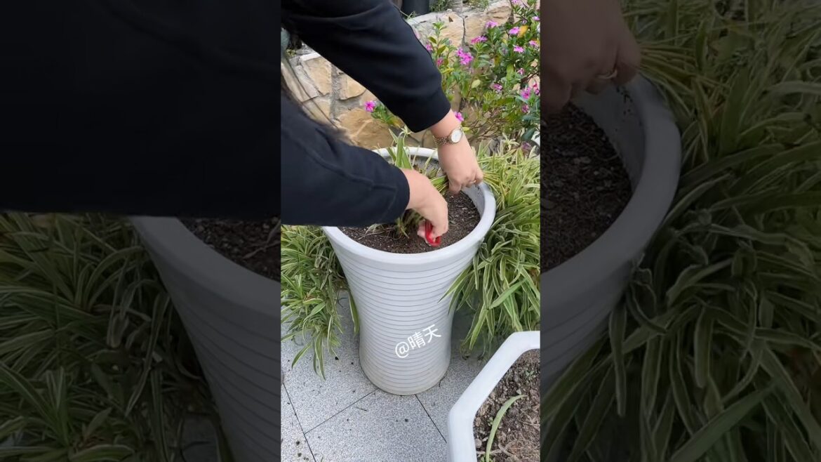 My spider plant didn't do so will this year,so I gave it trim, added some fresh soil,