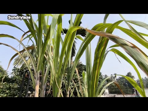 Sugarcane in Roof Garden #sugarcane #roofgarden #roofgardening #vegitablecutting #rooftopgarden #yt Sugarcane in Roof Garden #sugarcane #roofgarden #roofgardening #vegitablecutting #rooftopgarden #yt