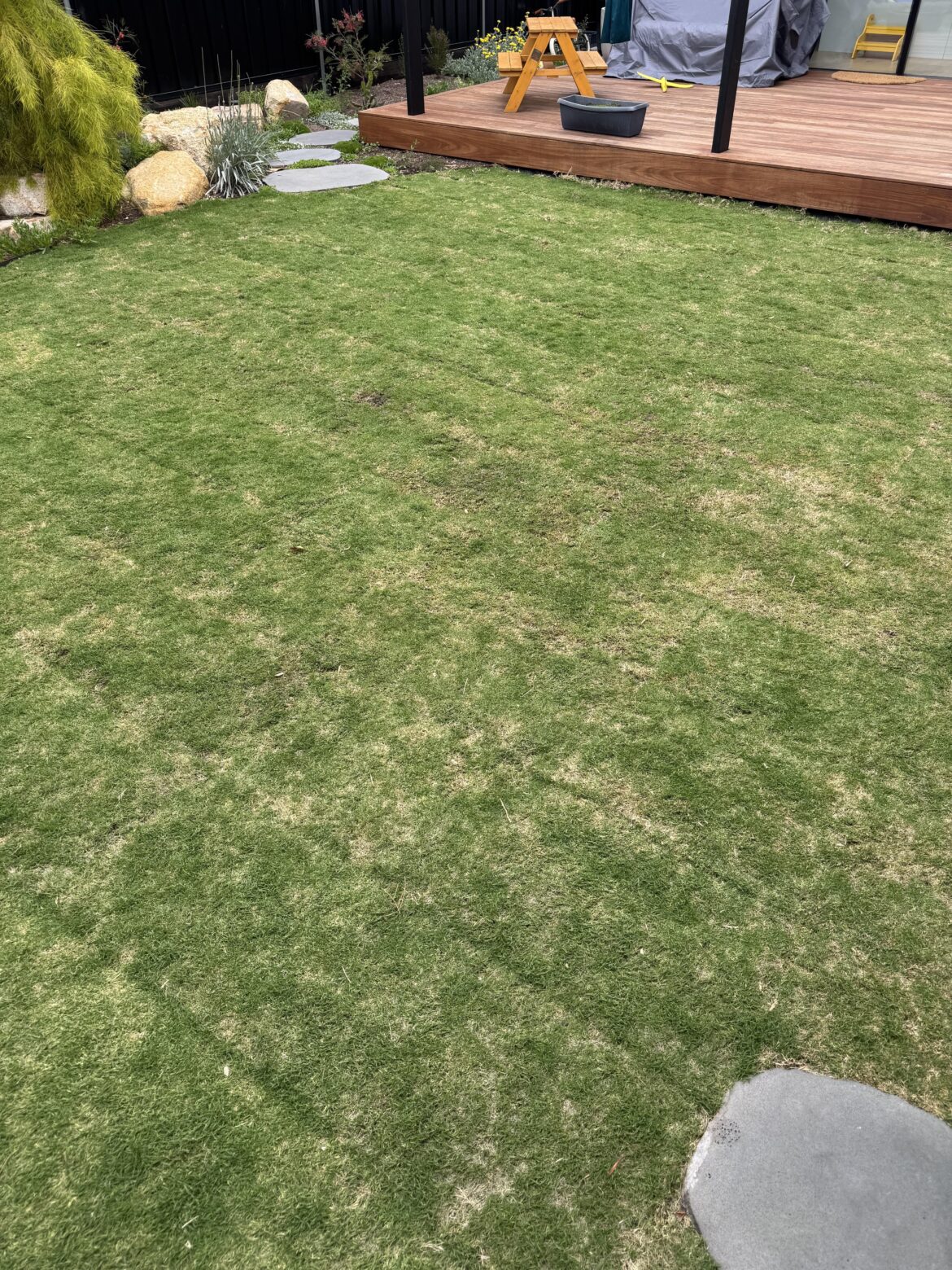Tiftuf turf 8 weeks in - looking sketch. Help?