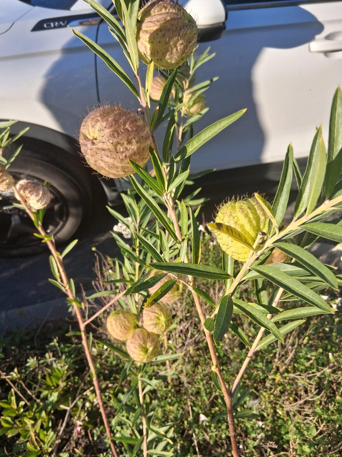 In Oakland, CA. Puffy like they're filled with air.