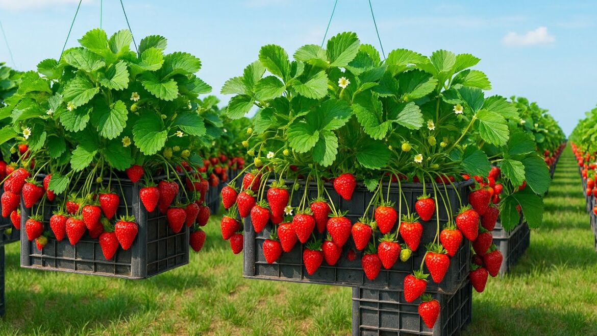 Hanging Container Garden for Tons of Strawberries Hanging Container Garden for Tons of Strawberries