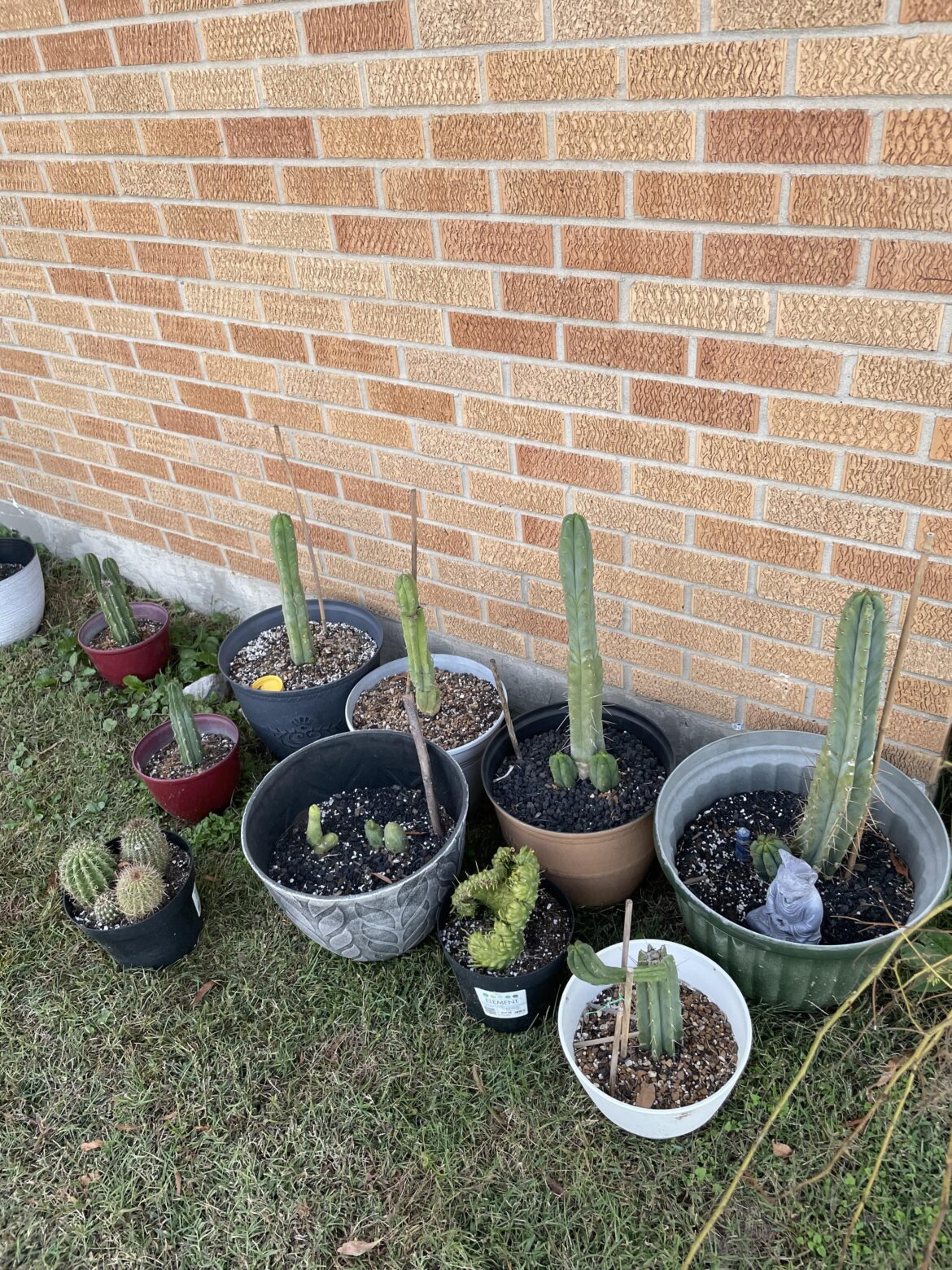 Going to be 41 degrees overnight, should I bring them in tonight?