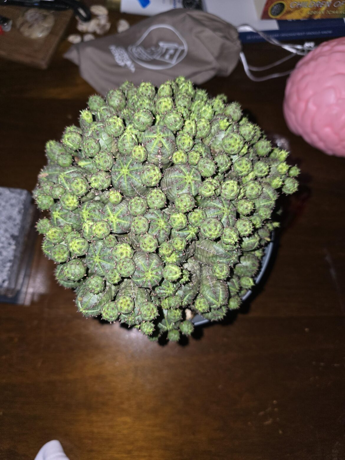 My sweet mandlebrot baby