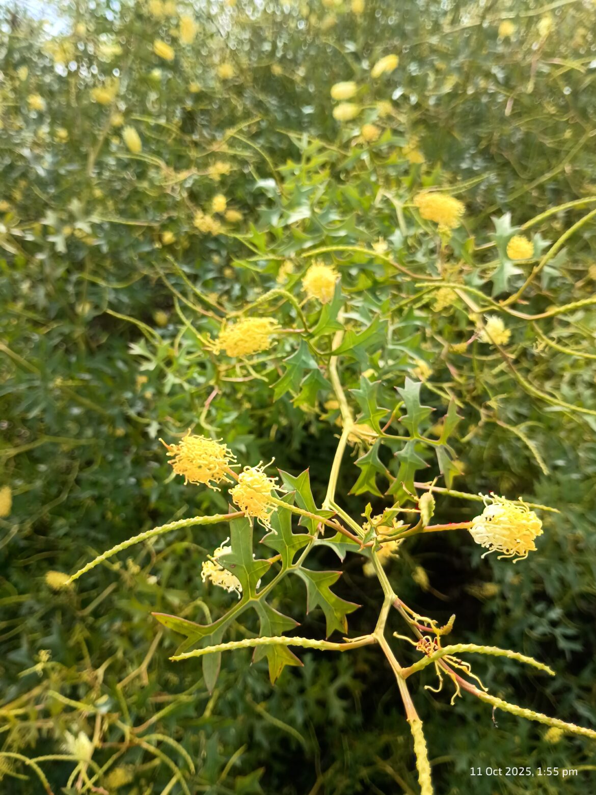 What is the species of this Grevillea? What is the species of this Grevillea?