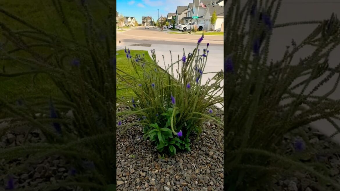 Front yard landscape #fall #garden #flowers #idaho