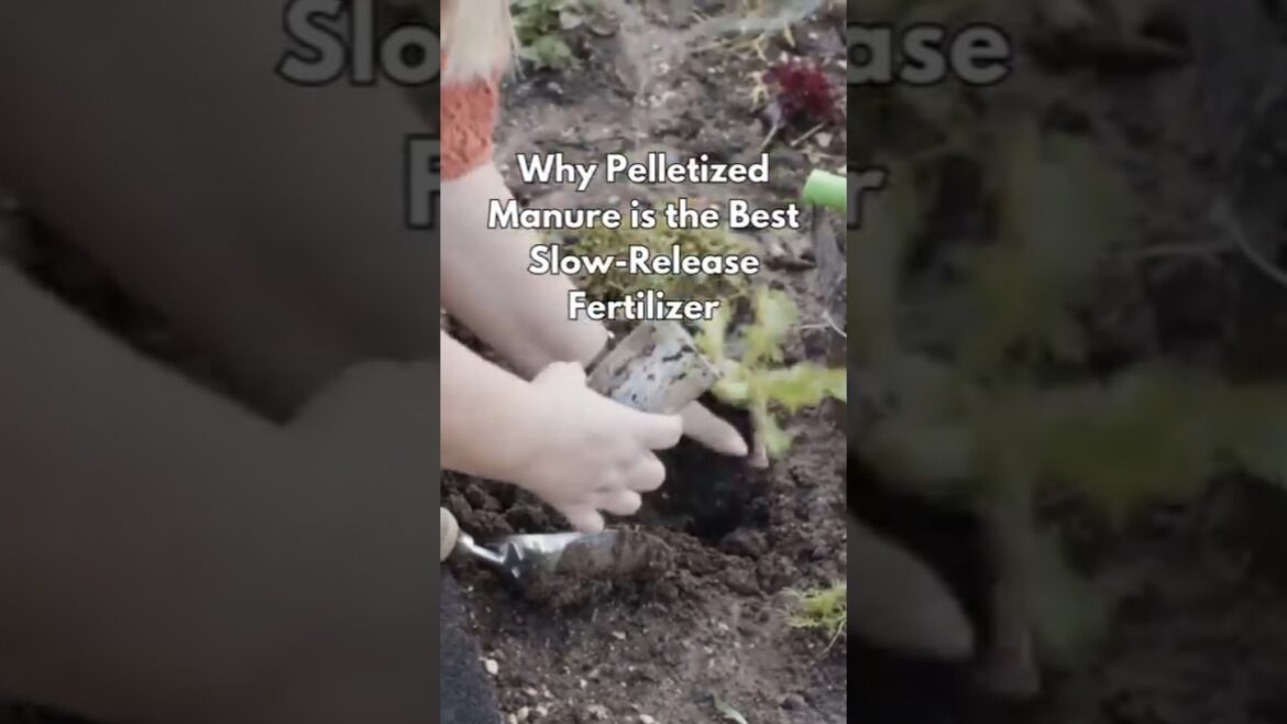 Why Pelletized Manure is the Best Slow-Release Fertilizer Why Pelletized Manure is the Best Slow-Release Fertilizer