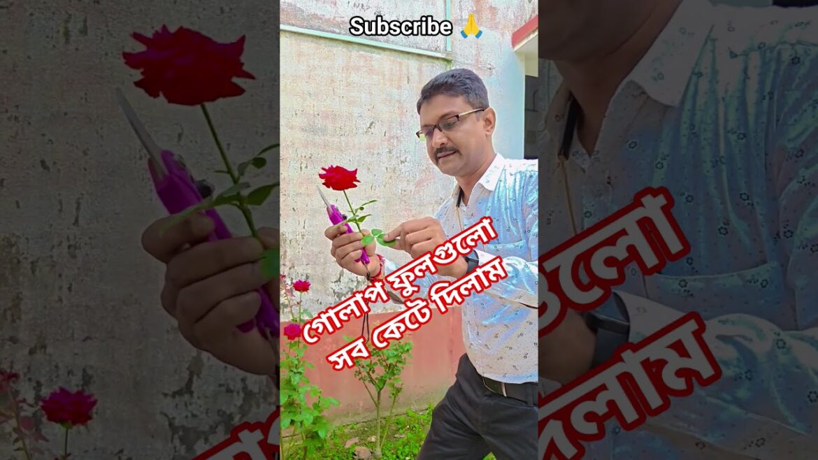 গোলাপ ফুলগুলো সব কেটে দিলাম #garden #gardening #flowers #nursery  #UpdateGardening #rose