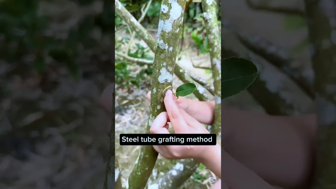 Grafting Method #shorts #grafting #agriculture #farming #gardening #tips #tricks #tipsandtricks