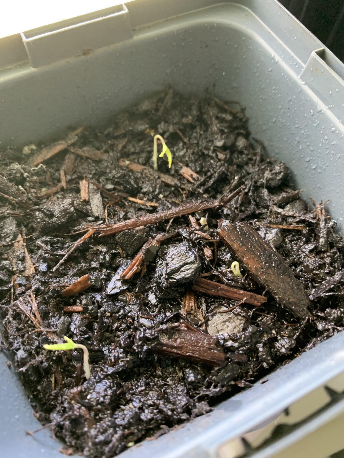 tomato seedling care