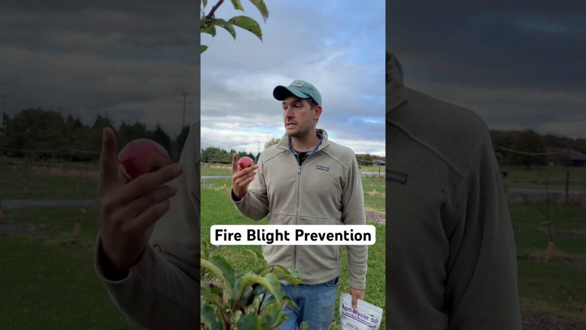 How we Prevent Fire Blight on Our 40 Acre Orchard 🍎
