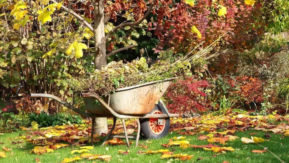 What to plant in November: how to prepare your garden for winter and lay the foundation for a future harvest Photo