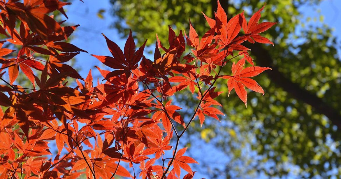 Gardeners urged to do 1 task to keep Japanese maple protected during winter Daily Mirror