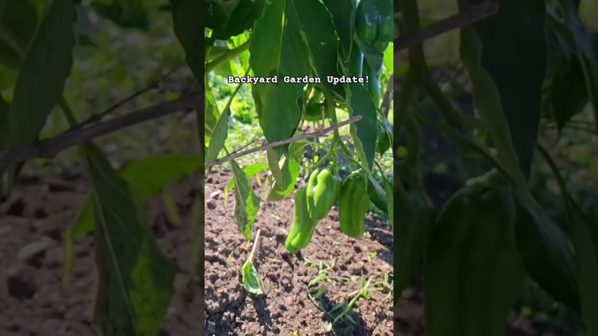 Backyard Garden Update #highlights #viralpost #minivlog #shorts #vegetables #garden #trending