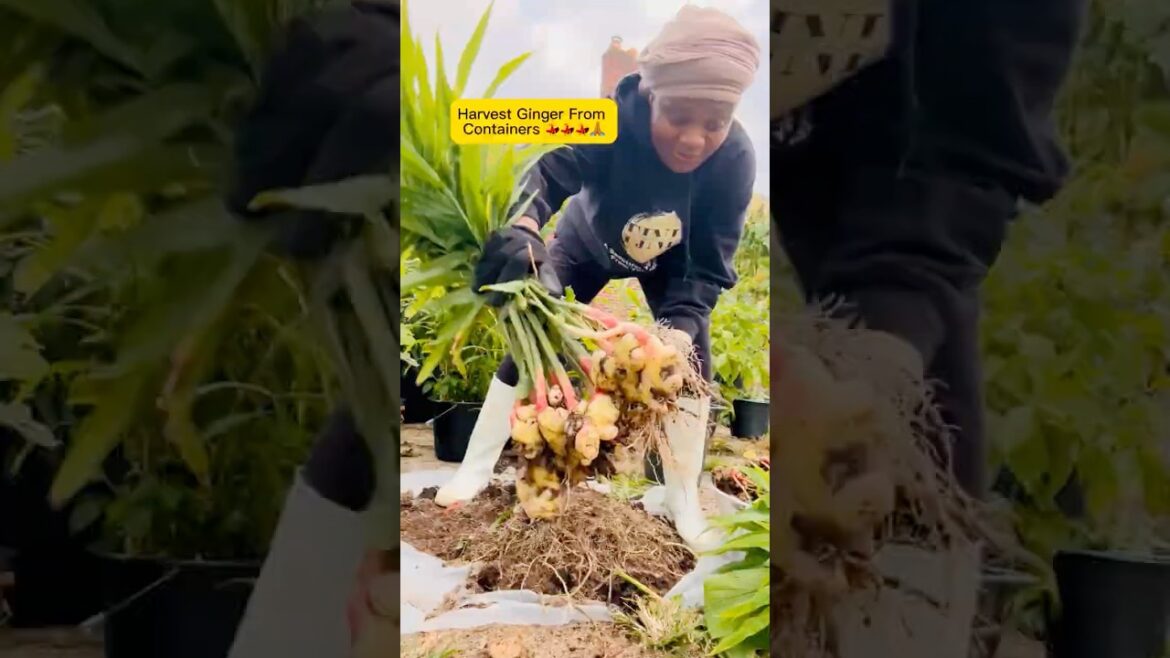 Tons of Ginger Harvest From Containers #shorts #garden #containergardening #harvest #ginger