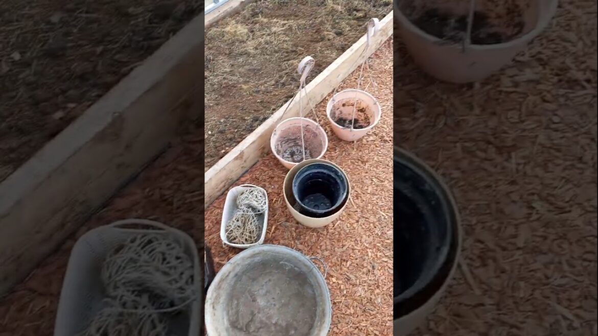 МОИ ПЛАНЫ ПО КОНТЕЙНЕРНОМУ ОГОРОДУ!