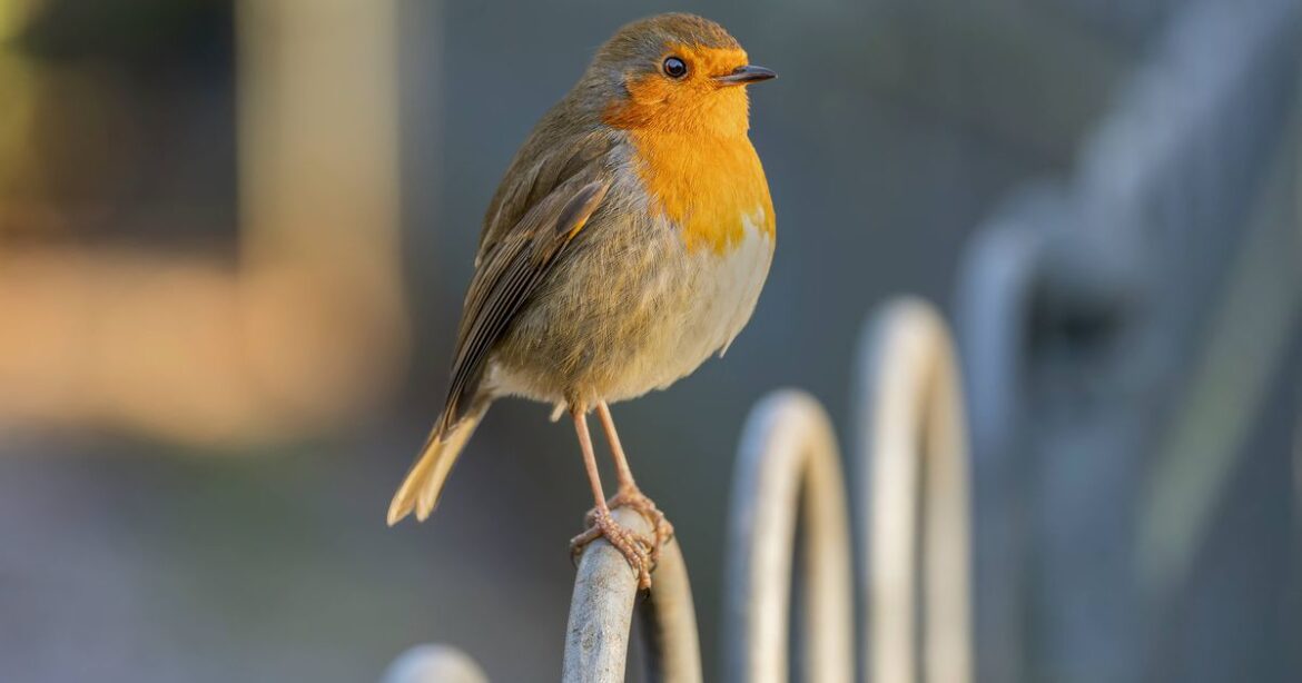 Robins ‘can’t resist’ flocking to your garden for 1 natural item Daily Mirror