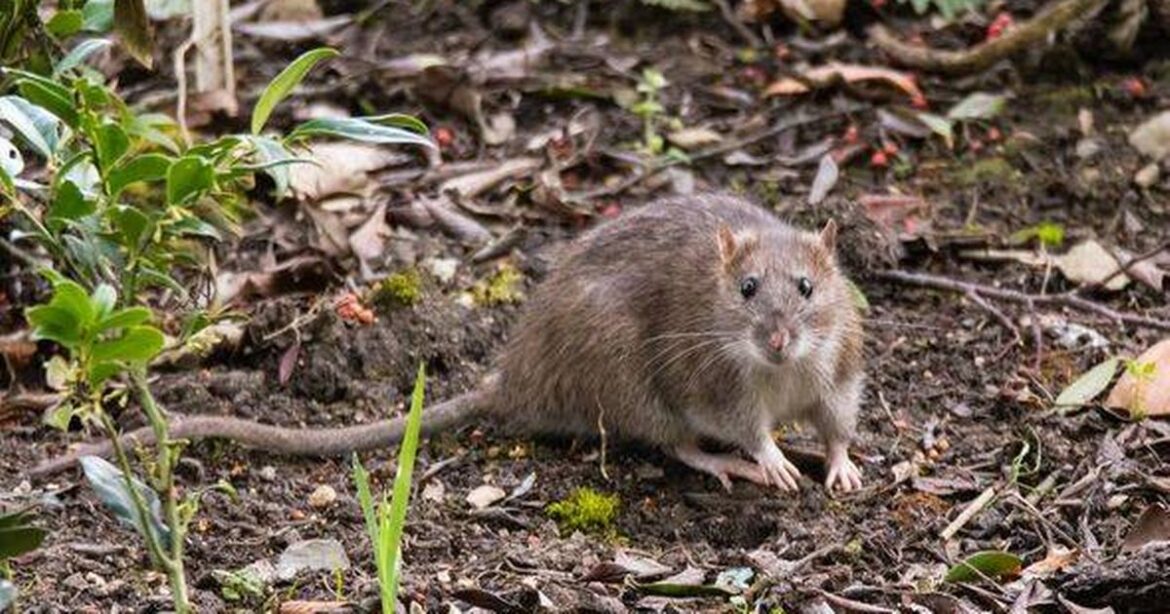 Rats and mice flee from gardens in autumn if you spray 2-ingredient solution Daily Mirror