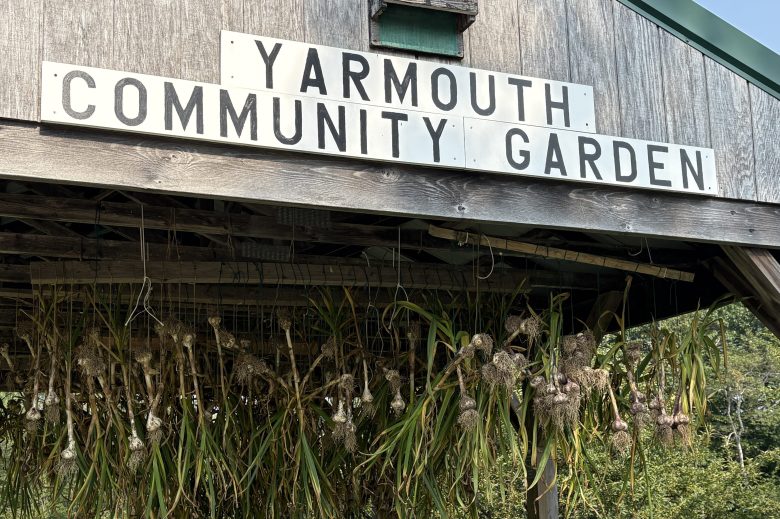 Yarmouth Community Garden donates record 4,400 pounds of produce Yarmouth Community Garden donates record 4,400 pounds of produce