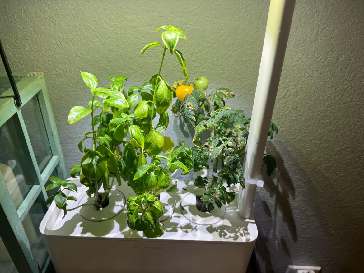 Click and Grow tomatoes Click and Grow tomatoes