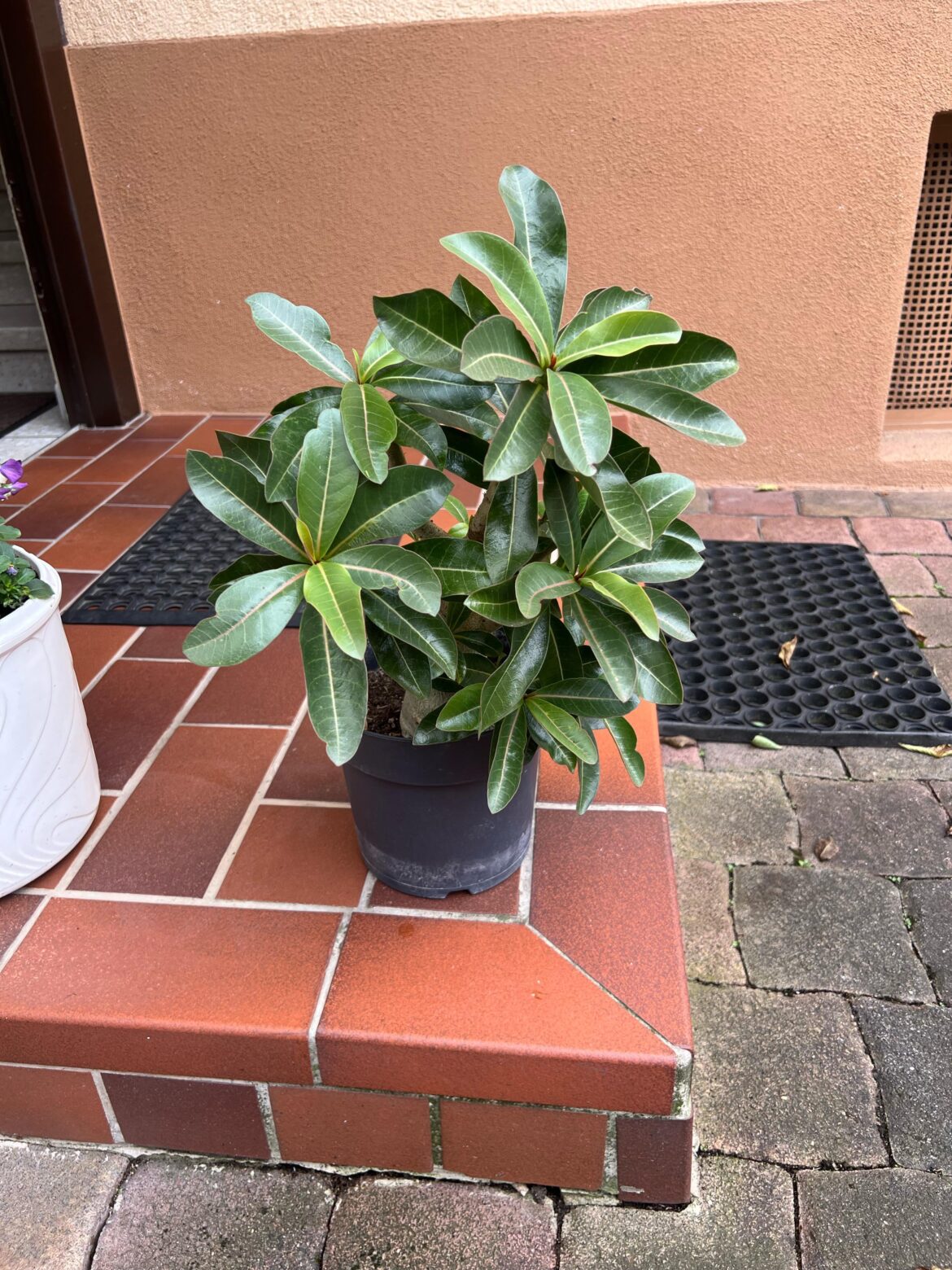 Wanted to share my African Baobab